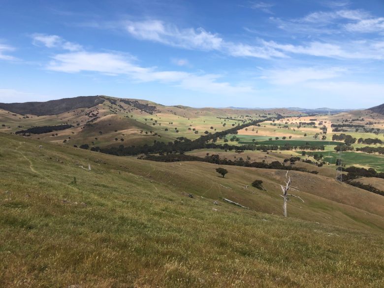 AusNet ecology ground-truthing roadside surveys occurring 4 August 2026
